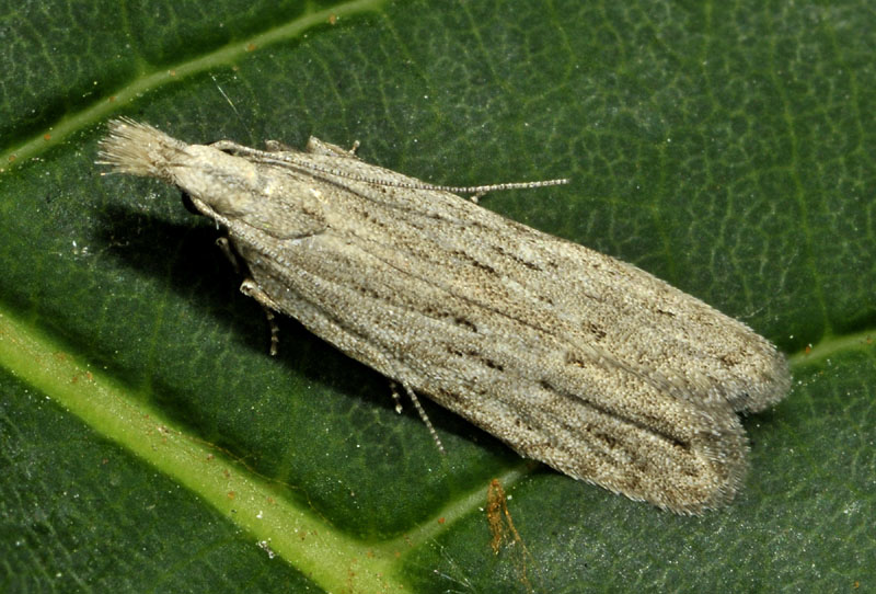 Gelechiidae - Anarsia spartiella